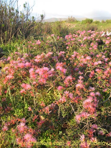 Image of Calliandra chilensis (Espino rojo). Click to enlarge parts of image.