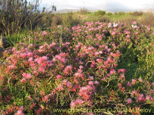 Calliandra chilensis의 사진