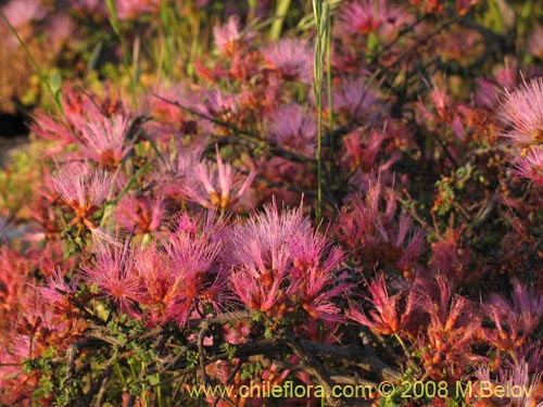 Imágen de Calliandra chilensis (Espino rojo). Haga un clic para aumentar parte de imágen.