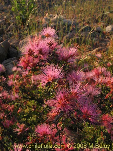 Calliandra chilensis의 사진