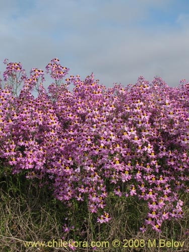 Image of Schizanthus litoralis (Mariposita costera). Click to enlarge parts of image.