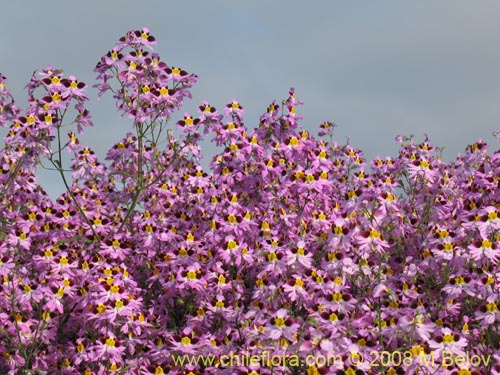 Image of Schizanthus litoralis (Mariposita costera). Click to enlarge parts of image.