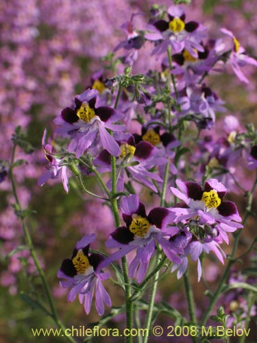 Фотография Schizanthus litoralis (Mariposita costera). Щелкните, чтобы увеличить вырез.