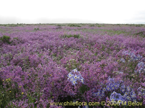 Image of Schizanthus litoralis (Mariposita costera). Click to enlarge parts of image.