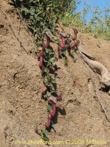 Imágen de Aristolochia chilensis (Oreja de zorro / Hierba de la Virgen Maria). Haga un clic para aumentar parte de imágen.