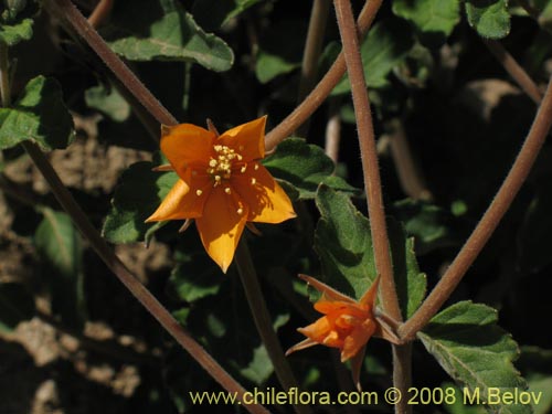 Bild von Mentzelia chilensis (). Klicken Sie, um den Ausschnitt zu vergrössern.