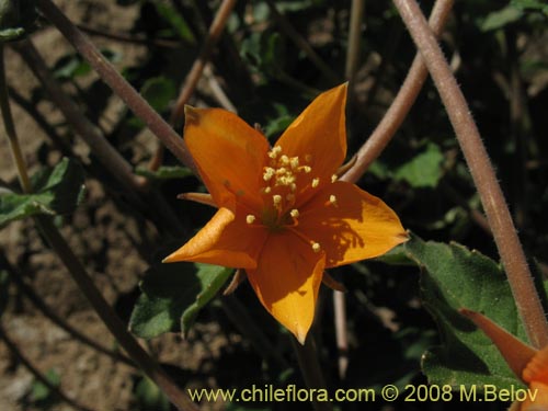 Image of Mentzelia chilensis (). Click to enlarge parts of image.