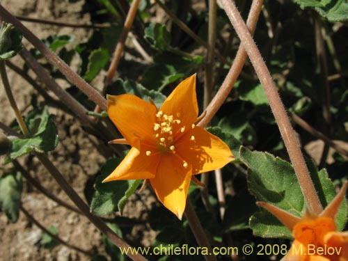 Imágen de Mentzelia chilensis (). Haga un clic para aumentar parte de imágen.