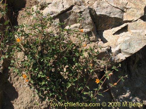 Imágen de Mentzelia chilensis (). Haga un clic para aumentar parte de imágen.