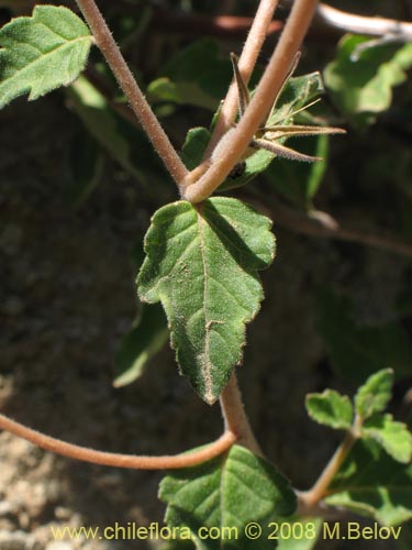 Image of Mentzelia chilensis (). Click to enlarge parts of image.