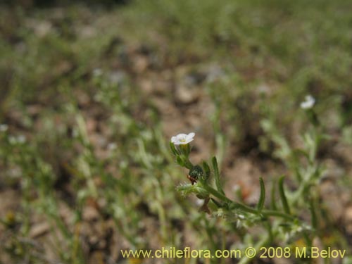 Image of Pectocarya linearis (). Click to enlarge parts of image.