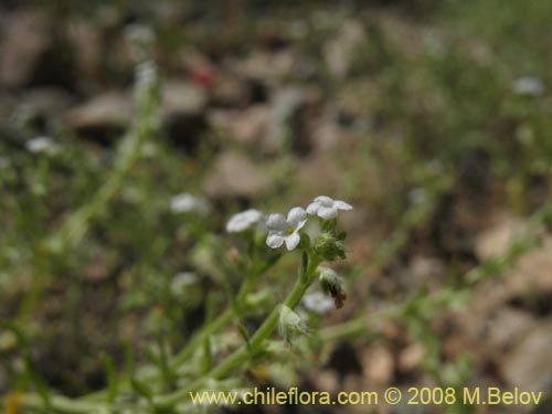 Фотография Pectocarya linearis (). Щелкните, чтобы увеличить вырез.