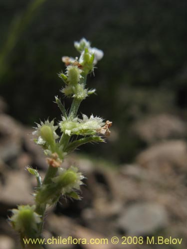 Bild von Pectocarya linearis (). Klicken Sie, um den Ausschnitt zu vergrössern.