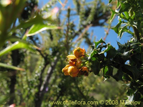 Bild von Berberis glomerata (). Klicken Sie, um den Ausschnitt zu vergrössern.