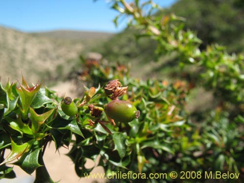 Bild von Berberis glomerata (). Klicken Sie, um den Ausschnitt zu vergrössern.