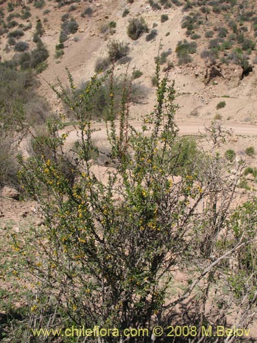 Berberis glomerataの写真