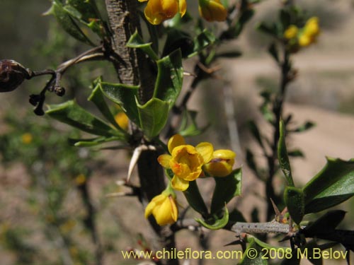 Berberis glomerataの写真