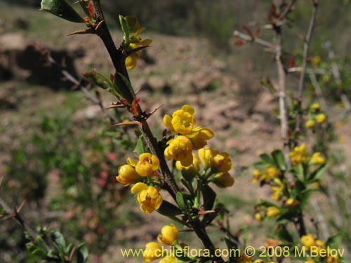 Image of Berberis glomerata (). Click to enlarge parts of image.