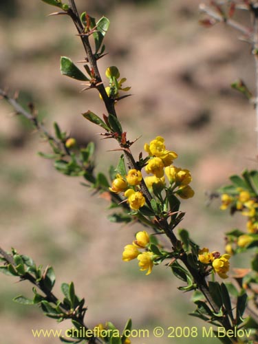 Berberis glomerataの写真