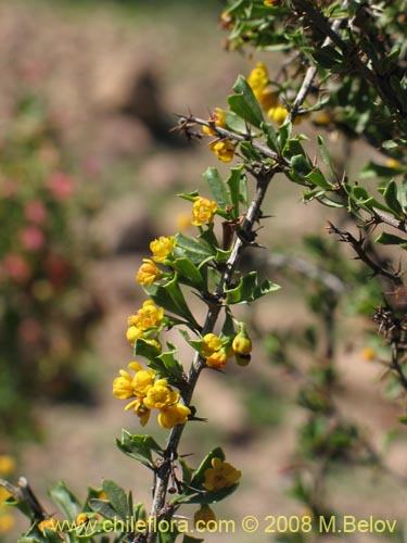 Berberis glomerataの写真