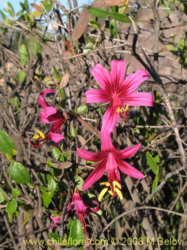 Image of Placea amoena (Macaya). Click to enlarge parts of image.