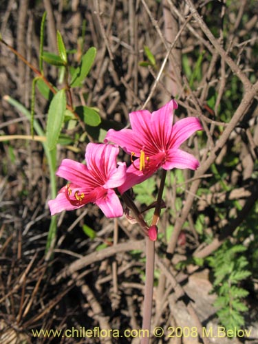 Image of Placea amoena (Macaya). Click to enlarge parts of image.