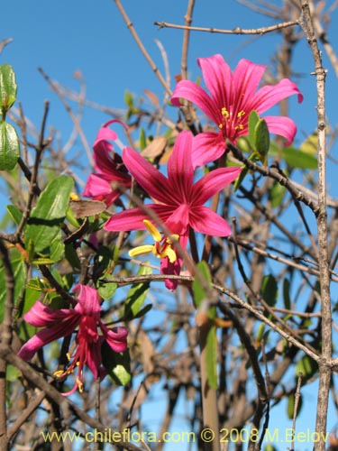 Image of Placea amoena (Macaya). Click to enlarge parts of image.