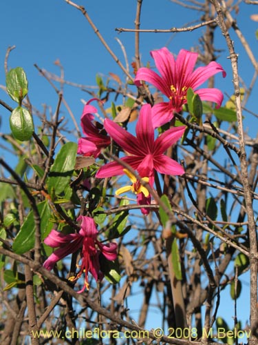 Image of Placea amoena (Macaya). Click to enlarge parts of image.