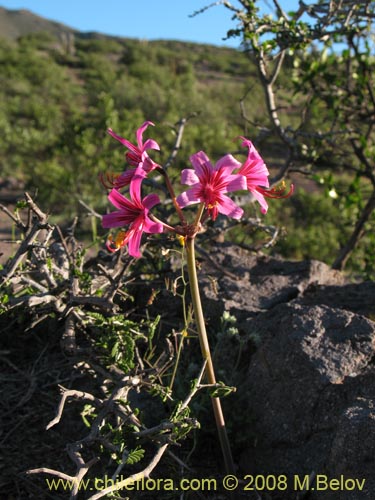 Image of Placea amoena (Macaya). Click to enlarge parts of image.