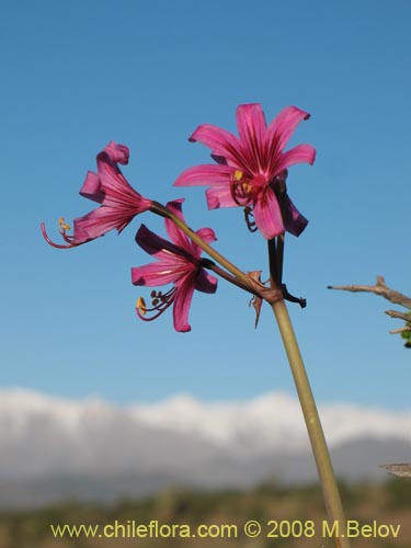 Bild von Placea amoena (Macaya). Klicken Sie, um den Ausschnitt zu vergrössern.