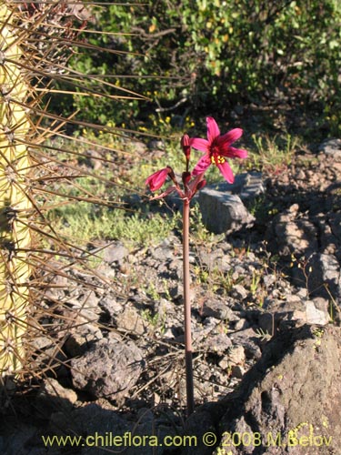 Фотография Placea amoena (Macaya). Щелкните, чтобы увеличить вырез.