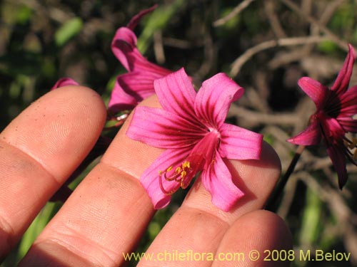 Фотография Placea amoena (Macaya). Щелкните, чтобы увеличить вырез.
