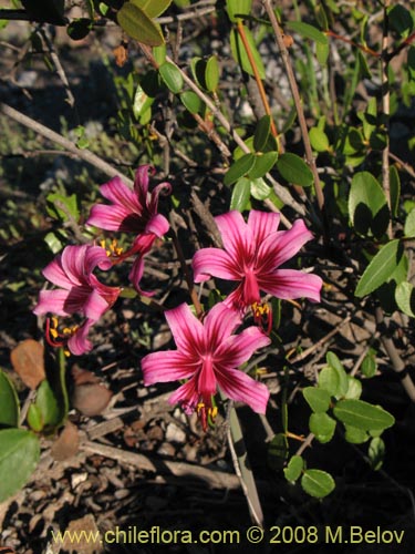 Image of Placea amoena (Macaya). Click to enlarge parts of image.