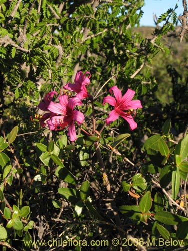 Image of Placea amoena (Macaya). Click to enlarge parts of image.