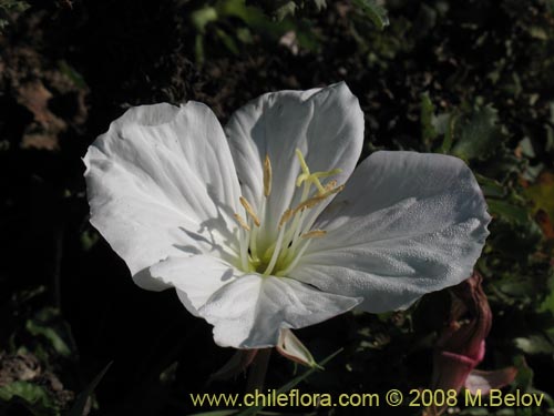 Imágen de Oenothera acaulis (Don Diego de la noche / Rodalán / Colsilla / Hierba de la apostema). Haga un clic para aumentar parte de imágen.