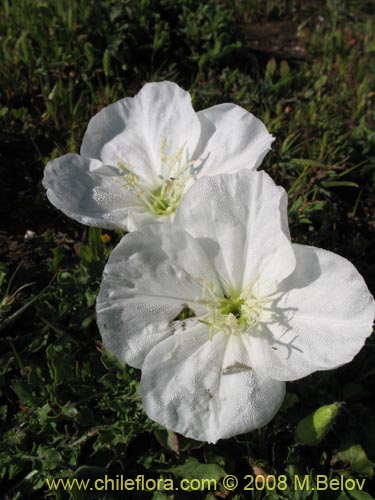 Imágen de Oenothera acaulis (Don Diego de la noche / Rodalán / Colsilla / Hierba de la apostema). Haga un clic para aumentar parte de imágen.