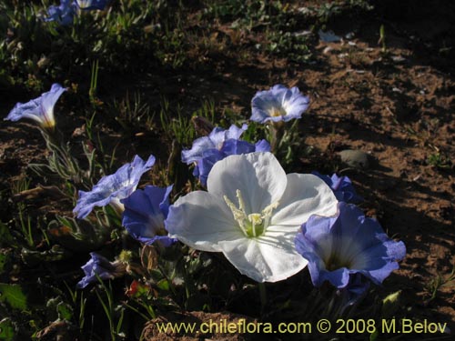 Imágen de Oenothera acaulis (Don Diego de la noche / Rodalán / Colsilla / Hierba de la apostema). Haga un clic para aumentar parte de imágen.