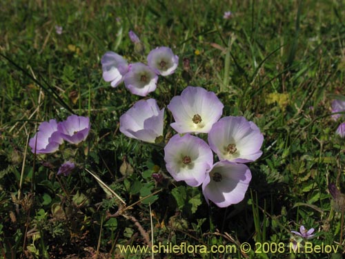 Imágen de Cristaria sp. #1218 (). Haga un clic para aumentar parte de imágen.