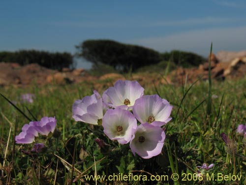 Cristaria sp. #1218の写真