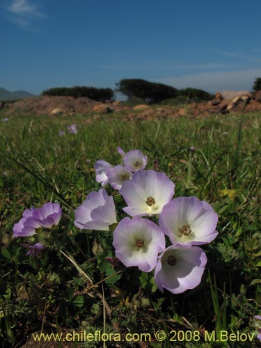 Imágen de Cristaria sp. #1218 (). Haga un clic para aumentar parte de imágen.