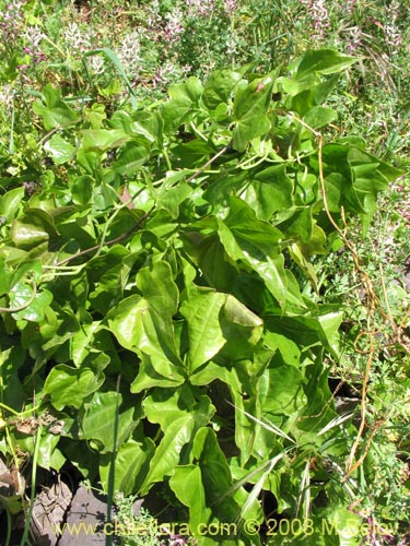 Bild von Dioscorea bryoniifolia (Camisilla). Klicken Sie, um den Ausschnitt zu vergrössern.