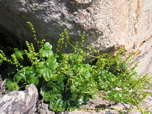 Bild von Dioscorea bryoniifolia (Camisilla). Klicken Sie, um den Ausschnitt zu vergrössern.