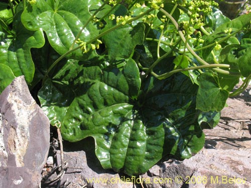 Bild von Dioscorea bryoniifolia (Camisilla). Klicken Sie, um den Ausschnitt zu vergrössern.