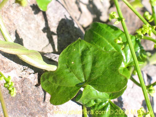 Imágen de Dioscorea bryoniifolia (Camisilla). Haga un clic para aumentar parte de imágen.