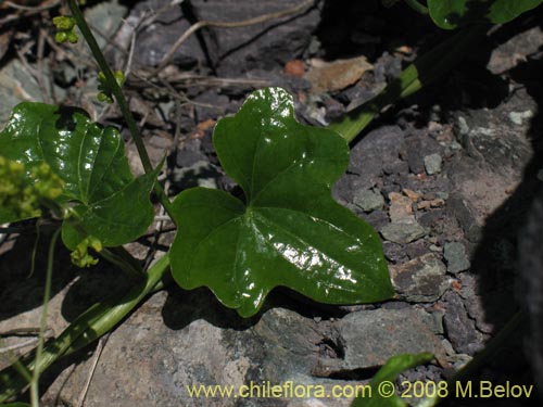 Bild von Dioscorea bryoniifolia (Camisilla). Klicken Sie, um den Ausschnitt zu vergrössern.