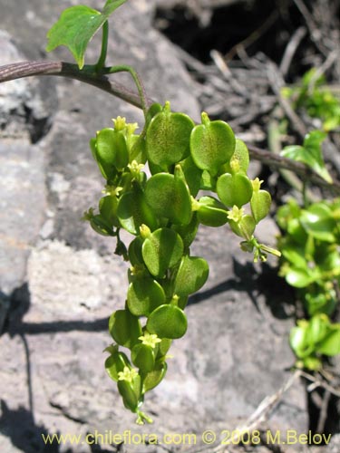 Image of Dioscorea bryoniifolia (Camisilla). Click to enlarge parts of image.