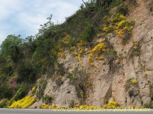 Image of Oxalis strictula (). Click to enlarge parts of image.