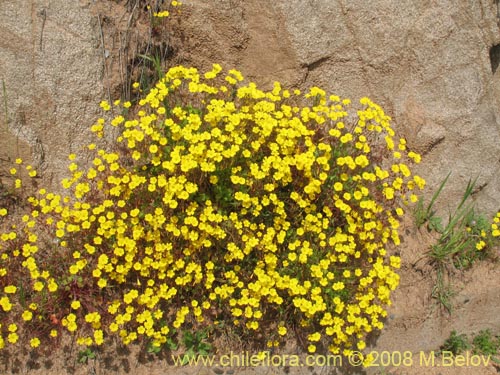 Image of Oxalis sp.   #2770 (). Click to enlarge parts of image.