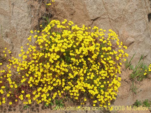 Imágen de Oxalis strictula (). Haga un clic para aumentar parte de imágen.