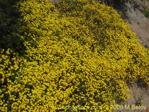 Imágen de Oxalis strictula (). Haga un clic para aumentar parte de imágen.